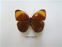 藏品(串珠環蝶)的圖片